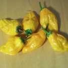 ORANGE PEPPERONCINI PEPPER SEEDS 15+ HOT exotic SPICE CULINARY VEGETABLES SALSA