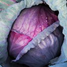 RED ACRE CABBAGE SEEDS 300+ GROW HEALTHY garden VEGETABLE culinary