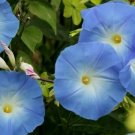 MORNING GLORY SEEDS 30+ HEAVENLY BLUE annual FLOWER GARDEN vine