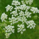 CARAWAY SEEDS 200+ HERB for growing GARDEN EUROPEAN Culinary SPICE