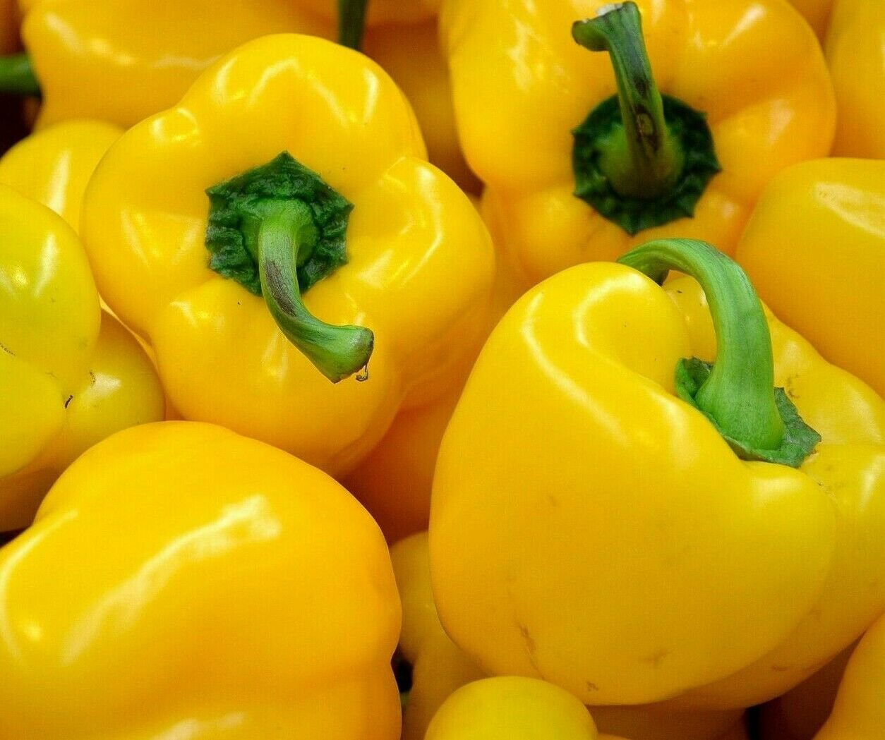 YELLOW BELL PEPPER SEEDS 30+ SWEET CANARY BELL PEPPER Non-Gmo