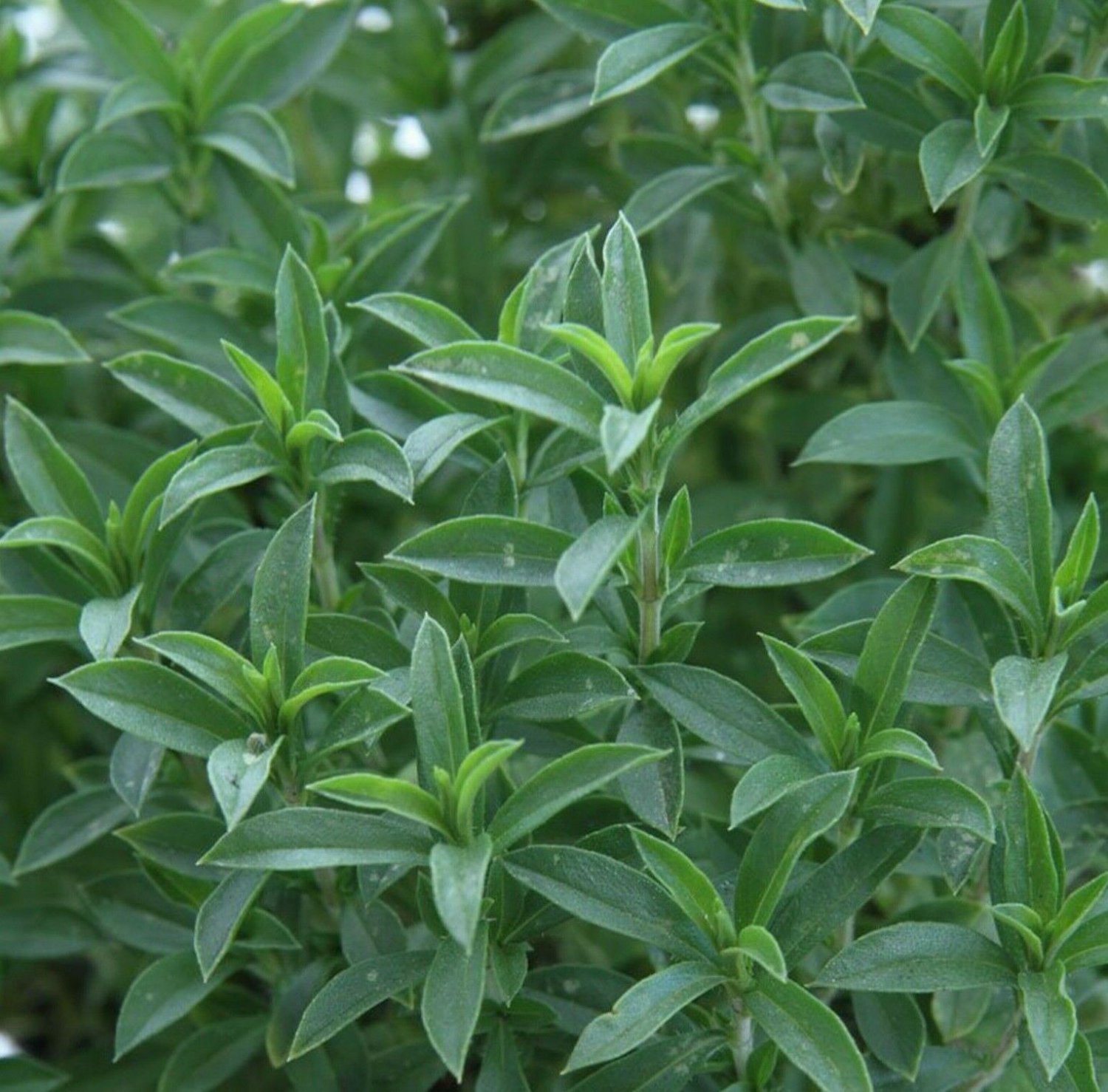 SUMMER SAVORY SEEDS 300+ ANNUAL common HERB garden CULINARY