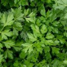 WINTER CHERVIL SEEDS 200+ HERB garden Culinary "FRENCH PARSLEY"
