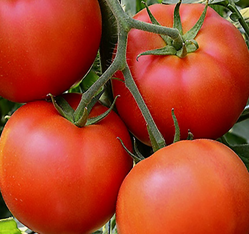 FLORADADE TOMATO SEEDS 100+ Vegetable GARDEN plants Culinary SAUCE