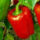 RED BELL PEPPER SEEDS 30+ Culinary BIG RED SWEET PEPPER Non-Gmo