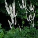 BLACK COHOSH