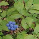 BLUE COHOSH
