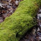 DRY LOG MOSS