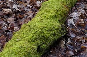 DRY LOG MOSS
