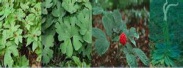 wild-craft-herbs-and-roots