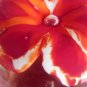 SCARPA VENINI GLASS CARLO 1928 SIGNED VENETIAN GLASS MURANO GLASS