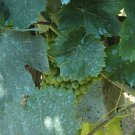 Bordeaux mixture – ready mix for 10L, fungicide, downy mildew - enough for 10L