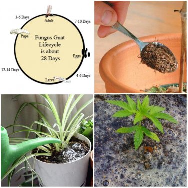 200ml - Peat Fly, Fungus Gnat, Scarid Fly Larvae Treatment - Concentrate - 200ml