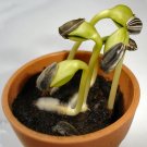 20g Germination Aid Powder – saltpetre – Banana, Pepper, Chill seed etc...