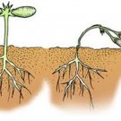 Chestnut, Cheshunt compound - Anti-fungal, damping off, seedling death - 10g