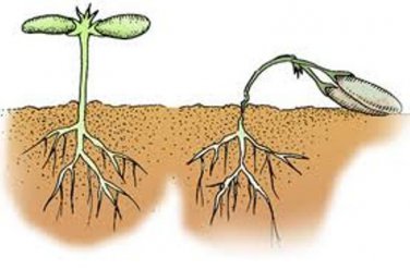Chestnut, Cheshunt compound - Anti-fungal, damping off, seedling death - 10g