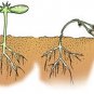Chestnut, Cheshunt compound - Anti-fungal, damping off, seedling death - 10g