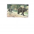 #35441P Mother Bear and Cub Hiking Yellowstone National Park