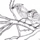 Bird Paintings and Drawings
