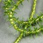 Long Green Necklace