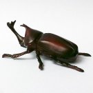 Choco Egg - Animals Of Japan Classic - Japanese Rhinoceros Beetle - Kaiyodo