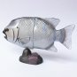 Choco Egg - Animals Of Japan Series 5 - Striped Beakfish - Kaiyodo