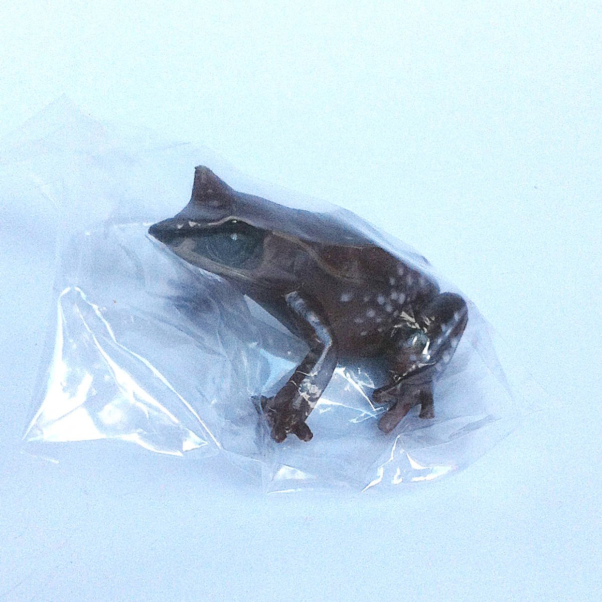 Primary Colors Amphibian Frog Picture Book - Malayan Horned Frog - Yujin