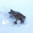 Primary Colors Amphibian Frog Picture Book - Malayan Horned Frog - Yujin