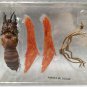 Gamera Gappa Guilala Tokusatsu Encyclopedia Ver. 2 Genocide (1968 Film) Deadly Insect Figure Iwakura