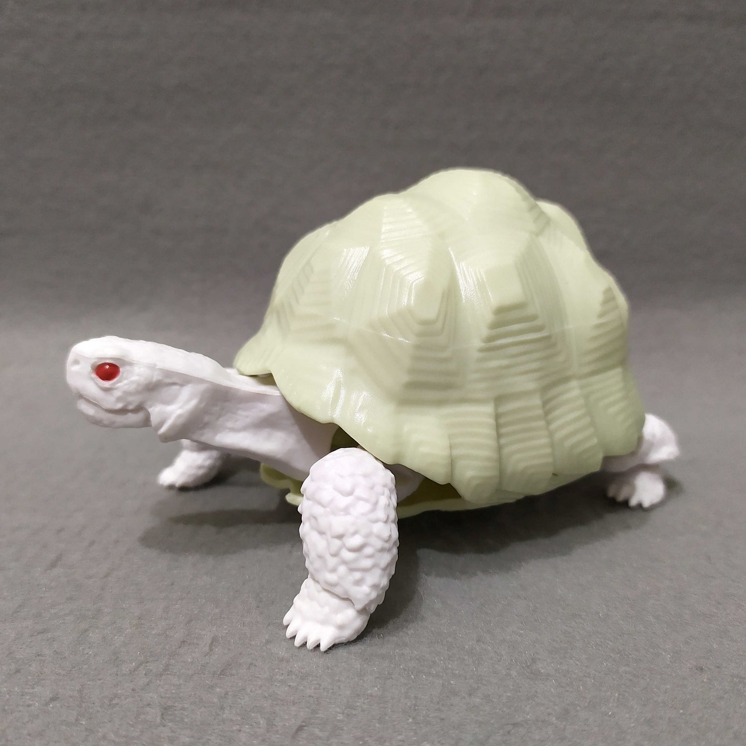 Dango Mushi Kame Turtle Indian Star Tortoise (Geochelone elegans ...