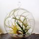 air plant terrariums