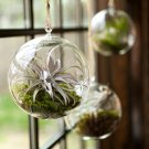 3pcs/set 4" air plant globe terrariums,hanging glass planter for home decor/garden ornaments