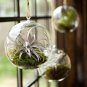3pcs/set 4" air plant globe terrariums,hanging glass planter for home decor/garden ornaments