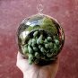 3pcs/set 4" air plant globe terrariums,hanging glass planter for home decor/garden ornaments