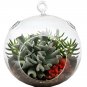 3pcs/set 4" air plant globe terrariums,hanging glass planter for home decor/garden ornaments