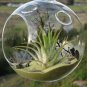 3pcs/set 4" air plant globe terrariums,hanging glass planter for home decor/garden ornaments