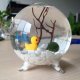 Marimo Terrariums