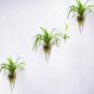 Set of 3 cone wall terrarium//indoor wall planters/ taper glass vase for wall decor