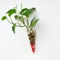 Set of 3 cone wall terrarium//indoor wall planters/ taper glass vase for wall decor