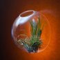 A set of 3 dome wall terrarium//indoor planter vase/wall bubble bowl for wall decor