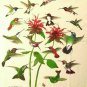 Hummingbirds T-shirt Unisex S Nature Short Sleeve Cotton NWT NEW