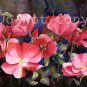 Wild Roses ***ON SALE***