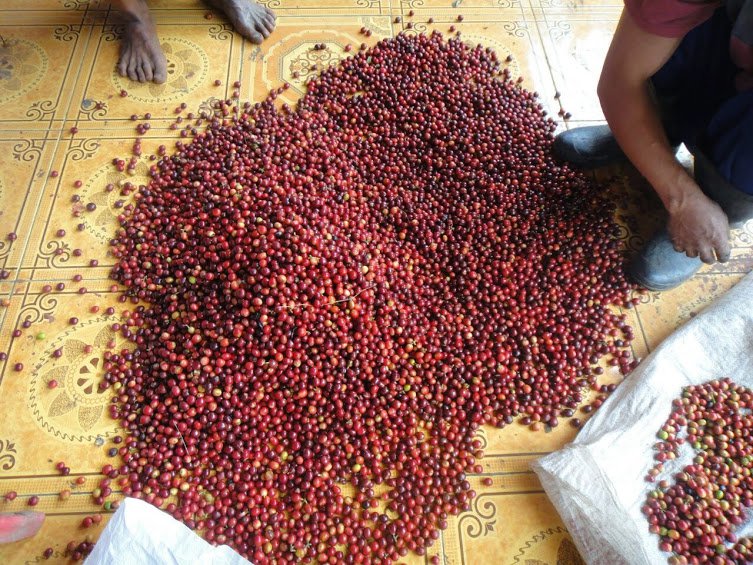 Kopi Luwak Java Arabica Unroast Civet Coffee Green Bean 1 Lbs (450 gram)