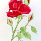 "RED VELVET ROSE" WATERCOLOR PAINTING