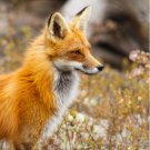 Red Fox Shower Curtain 60inches x 72 inches
