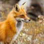 Red Fox Shower Curtain 60inches x 72 inches