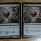 MTG x2 Champions of Kamigawa GALE FORCE Chinese Fazmataztical