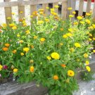 VINTAGE HEIRLOOM European moons flowers reseed themselves 2oz VINTAGE HEIRLOOM European moons flowers reseed themselves 2oz