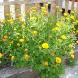 VINTAGE HEIRLOOM European moons flowers reseed themselves 2oz