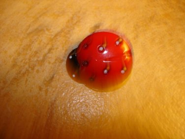 Plastic button in shape of lady bug.